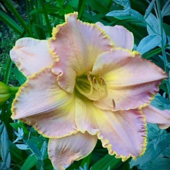 Plante Hemerocallis Diva S Choice - Crin de o zi Plante Hemerocallis Diva S Choice - Crin de o zi