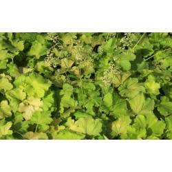 Plante Heuchera Pistache - Heuchera