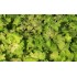 Plante Heuchera Pistache - Heuchera