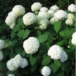 Plante Hortensia - Hydrangea arborescens - Annabelle Plante Hortensia - Hydrangea arborescens - Annabelle
