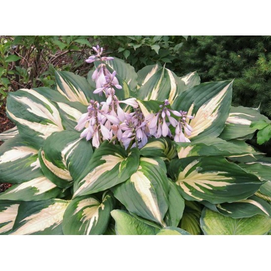 Plante Hosta Christmas Candy - Crin de toamna Plante Hosta Christmas Candy - Crin de toamna