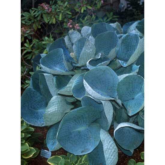 Plante Hosta Abiqua Drinking Gourd - Crin de toamna