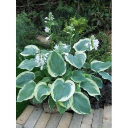 Plante Hosta American Halo - Crin de toamna