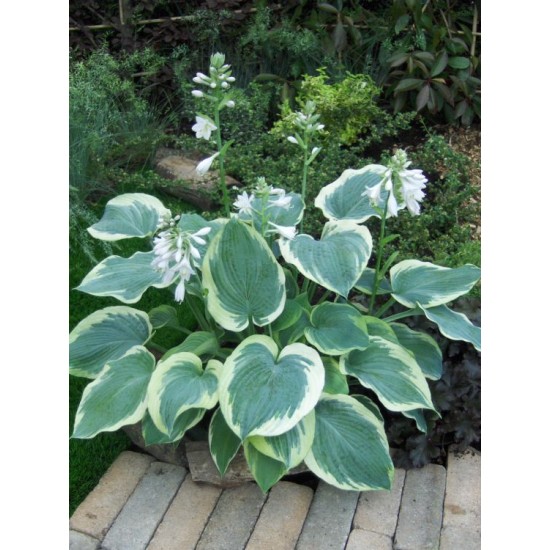 Plante Hosta American Halo - Crin de toamna