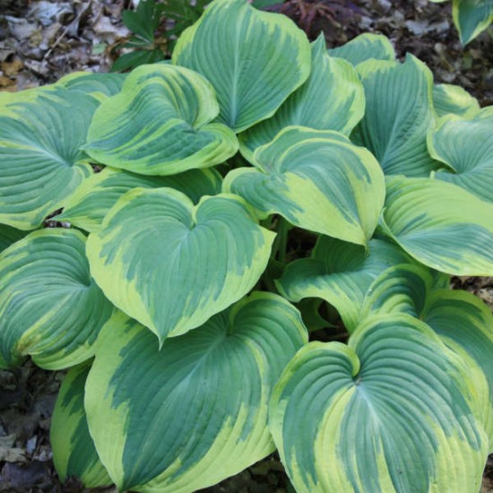 Plante Hosta Earth Angel - Crin de toamna Plante Hosta Earth Angel - Crin de toamna