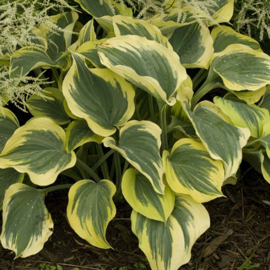 Plante Hosta Ivory Coast - Crin de toamna Plante Hosta Ivory Coast - Crin de toamna