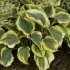 Plante Hosta Ivory Coast - Crin de toamna