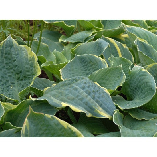 Plante Hosta Pizzazz - Crin de toamna Plante Hosta Pizzazz - Crin de toamna