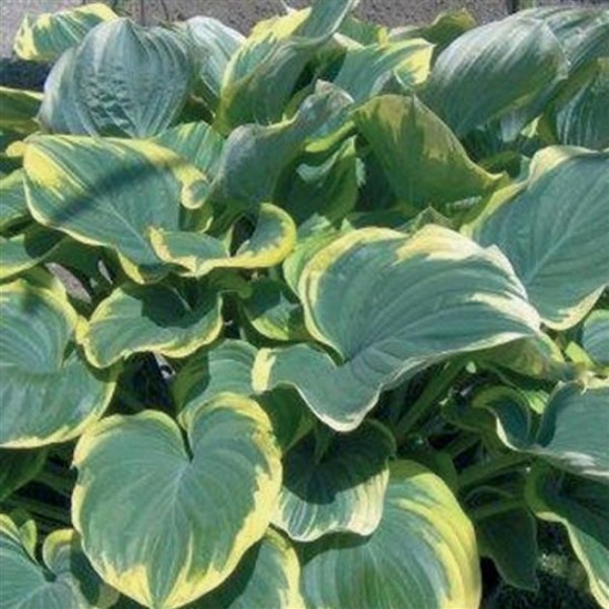 Plante Hosta Sagae - Crin de toamna Plante Hosta Sagae - Crin de toamna