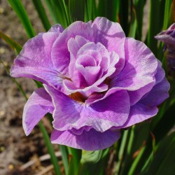 Plante Iris sibirica Pink Parfait - Stanjenel 