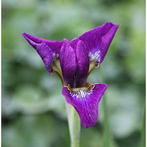 Plante Iris sibirica Valda-Stanjenel