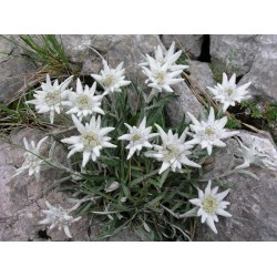 Plante Leontopodium alpinum - Floare de colt