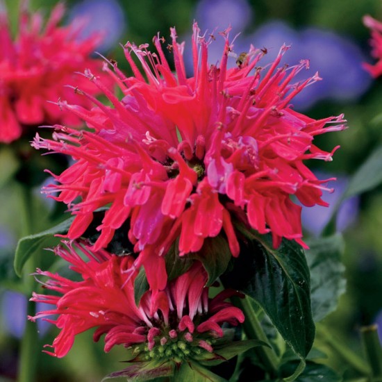 Plante Monarda didyma Bee Happy - Monarda Plante Monarda didyma Bee Happy - Monarda
