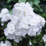 Plante Phlox paniculata David - Brumarele