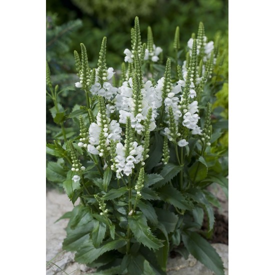 Plante Physostegia virginiana Crown of Snow -Rachitica Plante Physostegia virginiana Crown of Snow -Rachitica