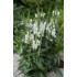 Plante Physostegia virginiana Crown of Snow -Rachitica