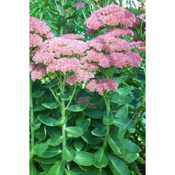 Plante Sedum telephium - iarba grasa