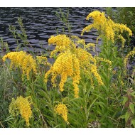 Plante Solidago canadensis - inalt - Sanziana de gradina