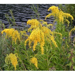 Plante Solidago canadensis - inalt - Sanziana de gradina