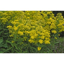 Plante Solidaster luteus