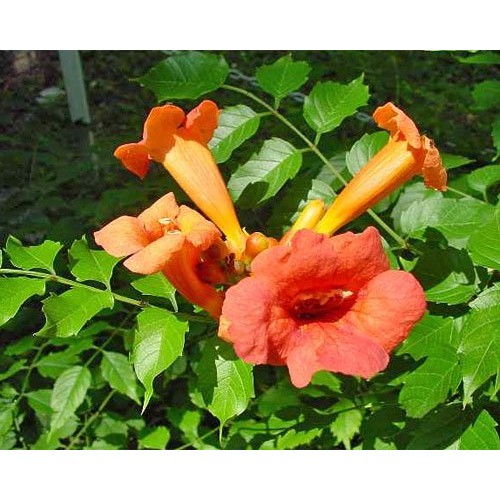 Plante Tecoma radicans - Pipa turcului