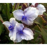 Plante Tradescantia virginiana Osprey - Planta sabie Plante Tradescantia virginiana Osprey - Planta sabie