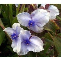 Plante Tradescantia virginiana Osprey - Planta sabie