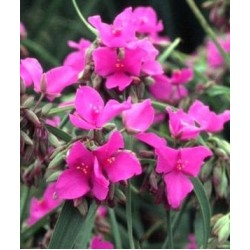Plante Tradescantia virginiana Red Grape - Planta sabie