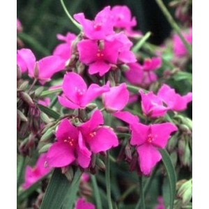Plante Tradescantia virginiana Red Grape - Planta sabie