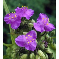 Plante Tradescantia virginiana Valour - Planta sabie Plante Tradescantia virginiana Valour - Planta sabie