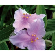 Plante Tradescantia virginiana Perinne's Pink - Planta sabie Plante Tradescantia virginiana Perinne's Pink - Planta sabie