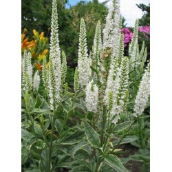 Plante Veronica longifolia Charlotte - Veronica,șopârliță