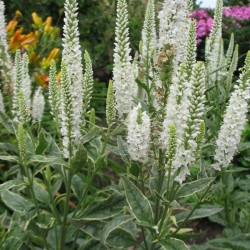 Plante Veronica longifolia Melanie White - Veronica, șopârliță