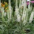 Plante Veronica longifolia Melanie White - Veronica, șopârliță