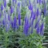Plante Veronica spicata Ulster Dwarf Blue 