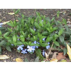 Plante Vinca major - Saschiu