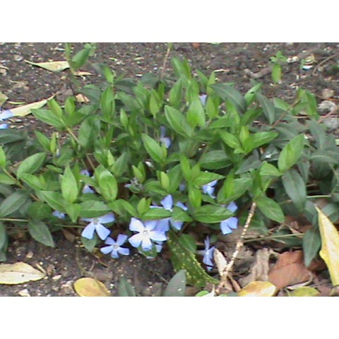 Plante Vinca major - Saschiu