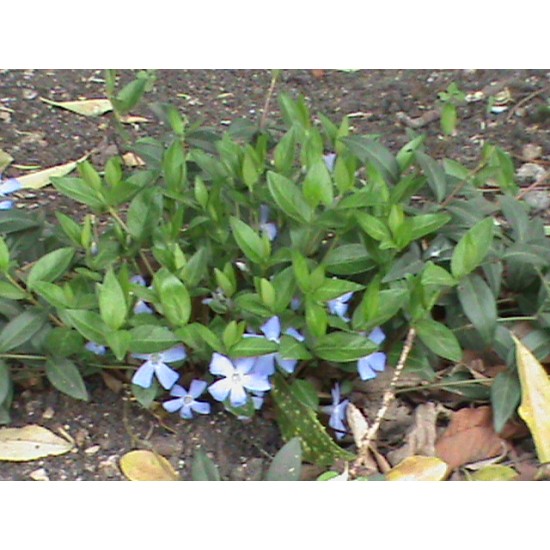 Plante Vinca major - Saschiu Plante Vinca major - Saschiu