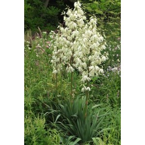 Plante Yucca filamentosa - Yucca