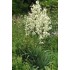 Plante Yucca filamentosa - Yucca