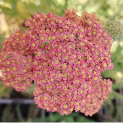 Plante Achillea millefolium Tutti Frutti Pineapple Mango -Coada soricelului