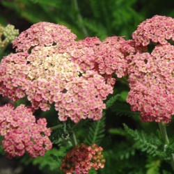 Plante Achillea millefolium Tutti Frutti Pineapple Mango -Coada soricelului