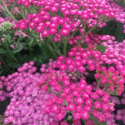 Plante Achillea millefolium Tutti Frutti Pink Grapefruit -Coada soricelului