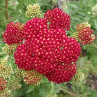 Plante Achillea millefolium Red Velvet -Coada soricelului