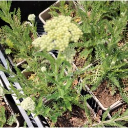 Plante Achillea millefolium Tutti Frutti Pineapple  -Coada soricelului