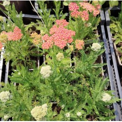 Plante Achillea millefolium Tutti Frutti Pink -Coada soricelului