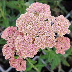 Plante Achillea millefolium Tutti Frutti Pink -Coada soricelului