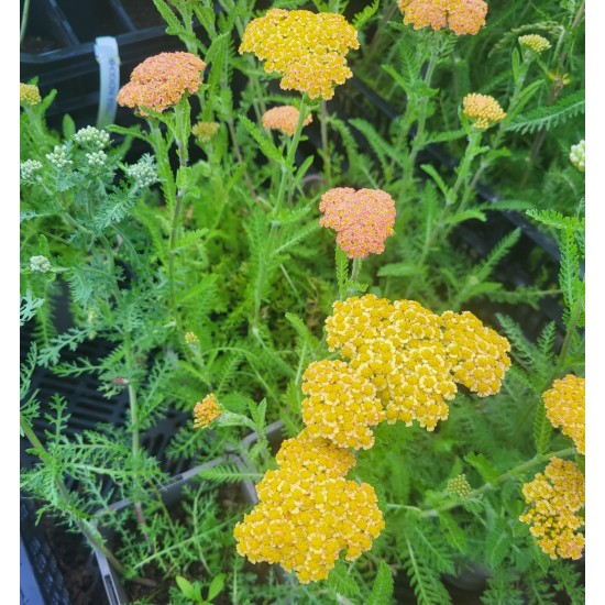Plante Achillea millefolium Yellow Terracotta -Coada soricelului