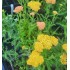 Plante Achillea millefolium Yellow Terracotta -Coada soricelului