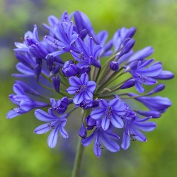 Plante Agapanthus africanus Blue -Crin african